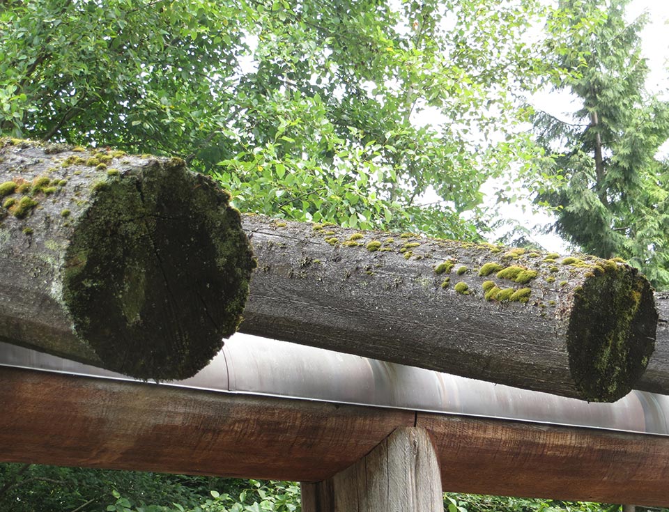 Moss will grow on virtually any material in Seattle's moist climate, including the wood logs shown here.
