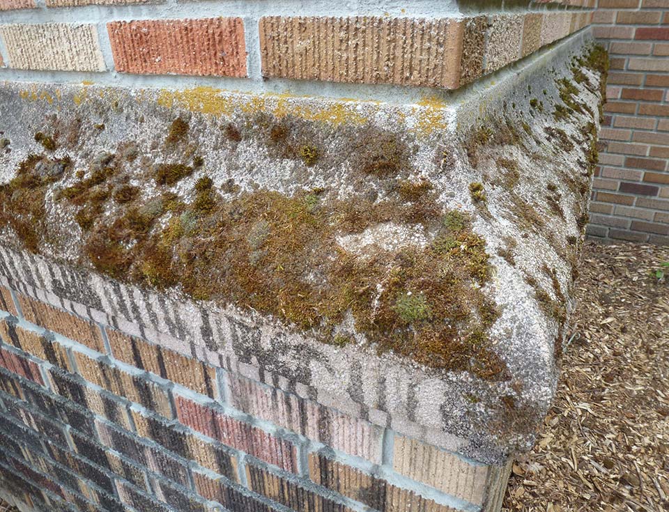 While moss can grow on anything from wood to stone, it has the advantage of improving air quality and absorbing particulate matter from its environment.
