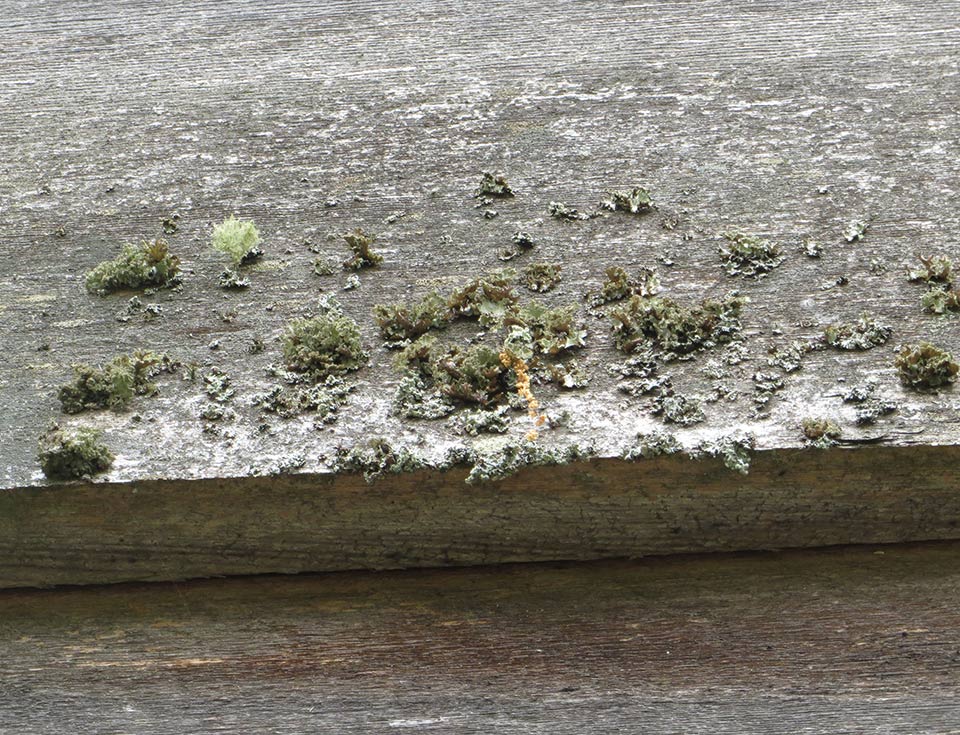 Lichen do not directly damage most materials, such as the wood shown here. However, they do corrode metal and are difficult to remove.