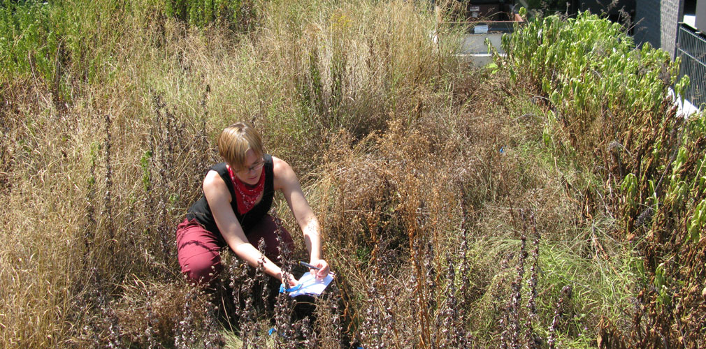<p>Conducting a green roof plant survey to study vegetative change over time.</p>