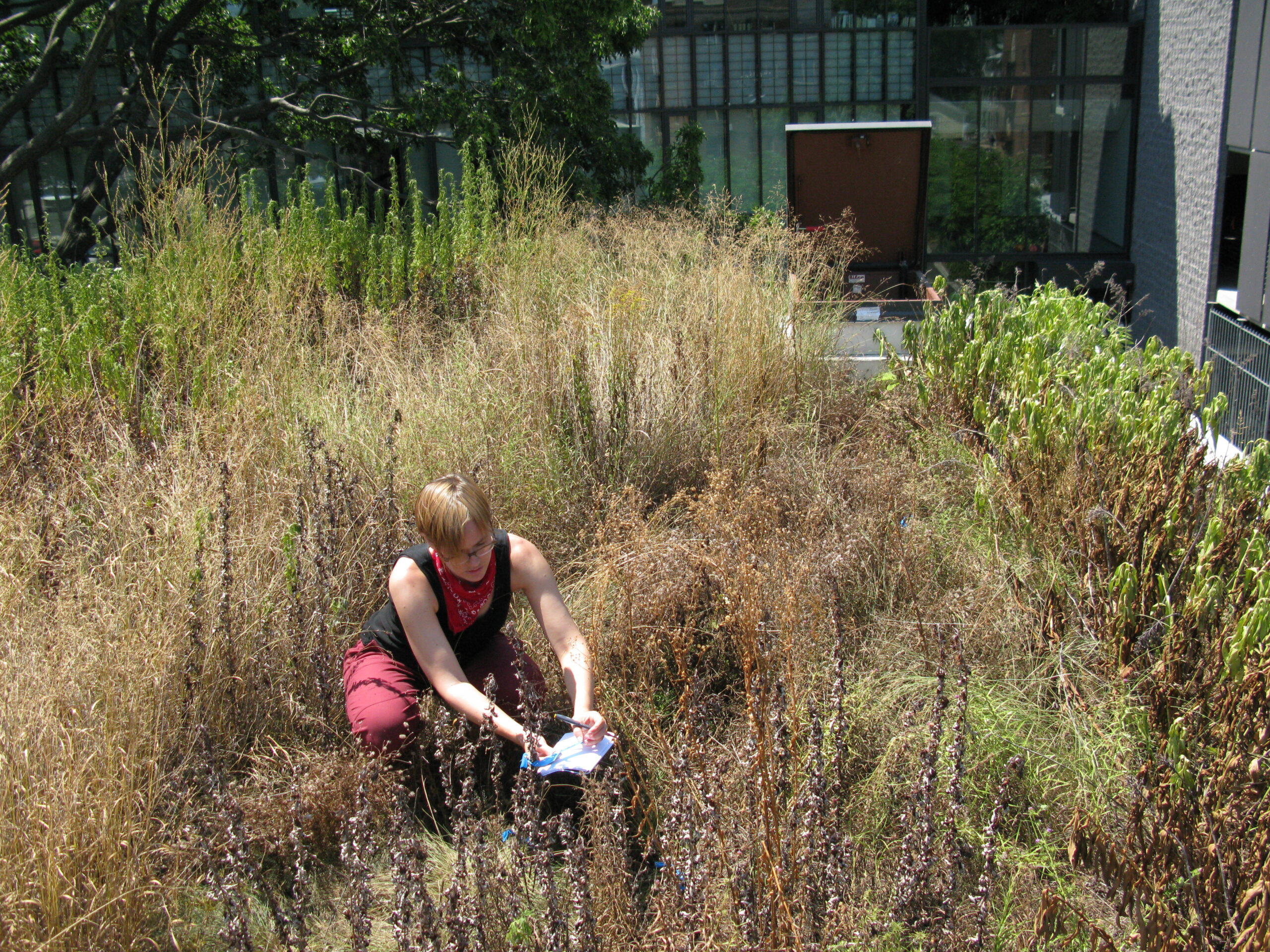 Green Roof Vegetation Study