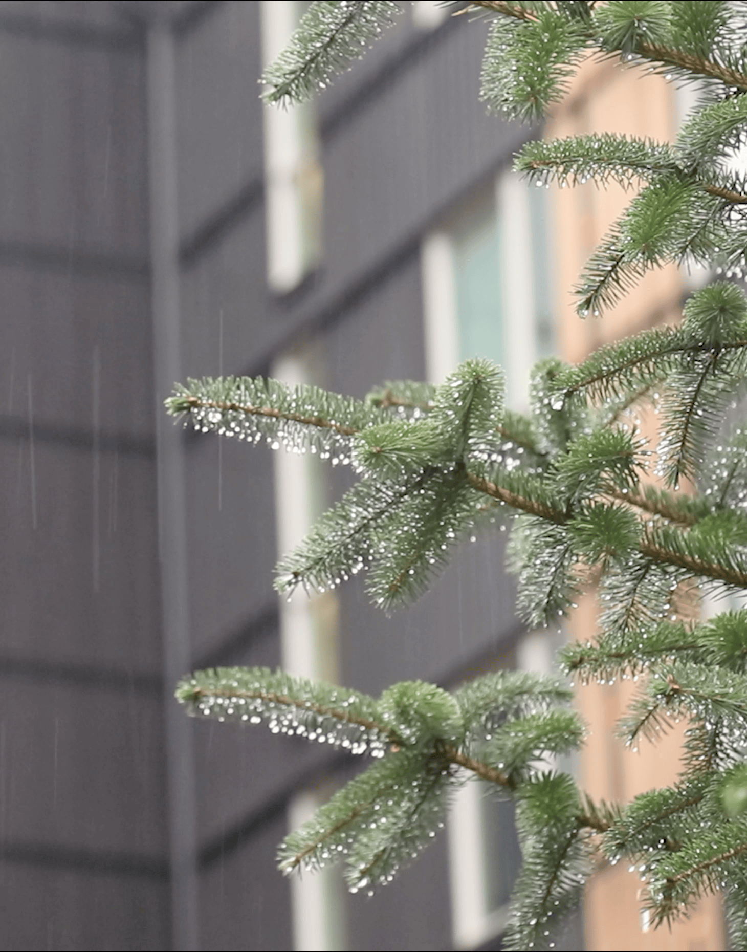 University of Washington North Campus Housing