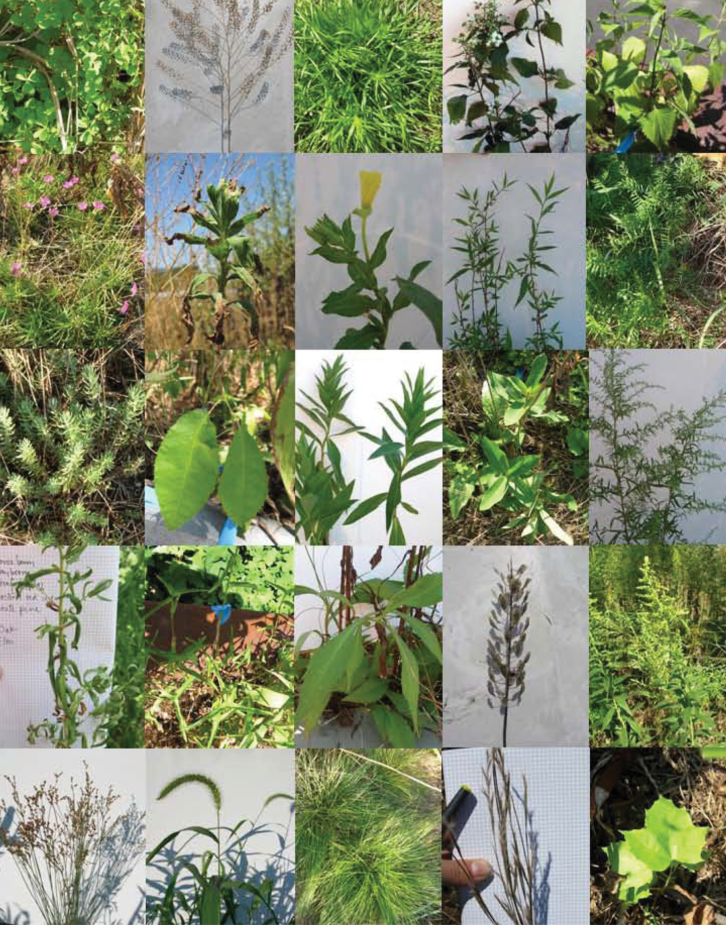 Green Roof Vegetation Study